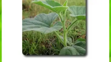 Pinoy Bible скриншот 3