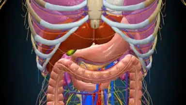 3D Anatomy Learning скриншот 4