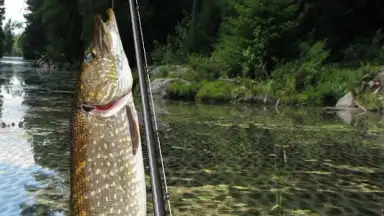 i Fishing Lite скриншот 3