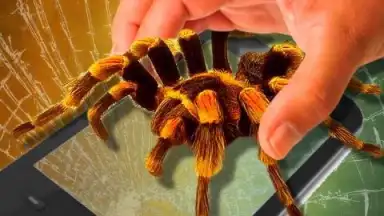 Паук в Камере Пранк скриншот 3