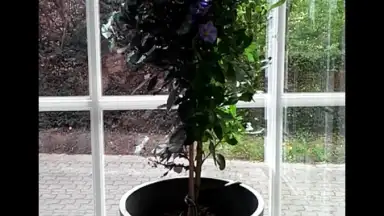 Дальтонизм тест скриншот 3