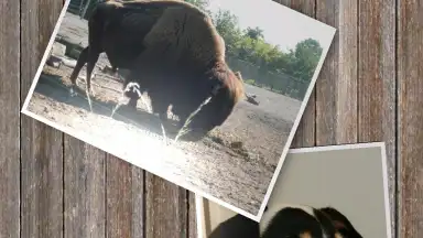 SlideShow5000 FREE скриншот 3