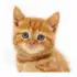 Talking, Dancing Cat. apk