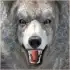 Wild Life: Wolf Clan APK