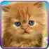 Talking Baby Cat APK