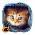 Find Kitten apk