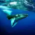 The Humpback Whales apk